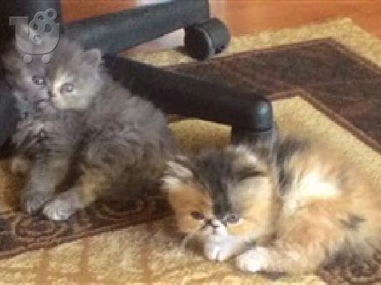 PoulaTo: Πωλούνται περσικά γατάκια